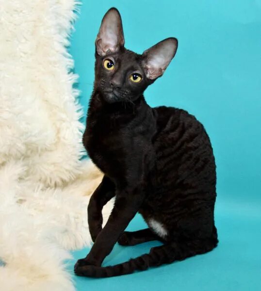 Кот корниш рекс фото Кошка корниш рекс: описание, фото и особенности породы, выбор котёнка и отзывы в