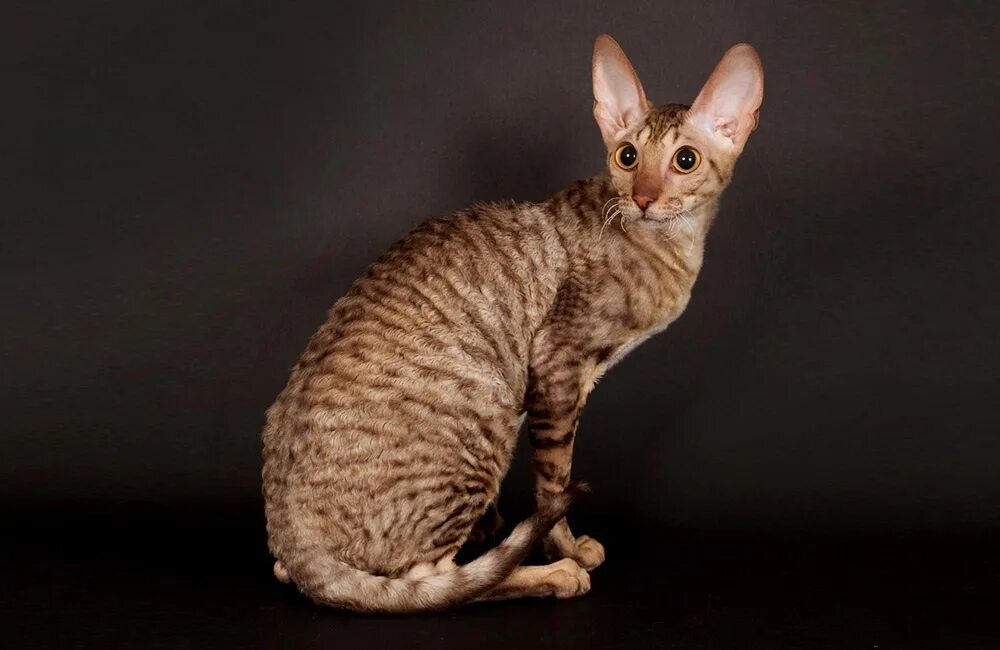 Кот корниш рекс фото Породы кудрявых кошек и условия их содержания