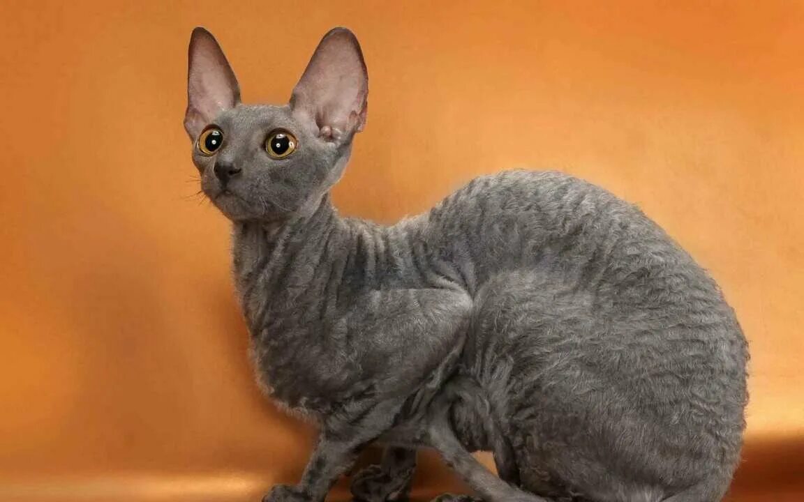 Кот корниш рекс фото Корниш рекс кошка картина красками - купить по низкой цене на Яндекс Маркете