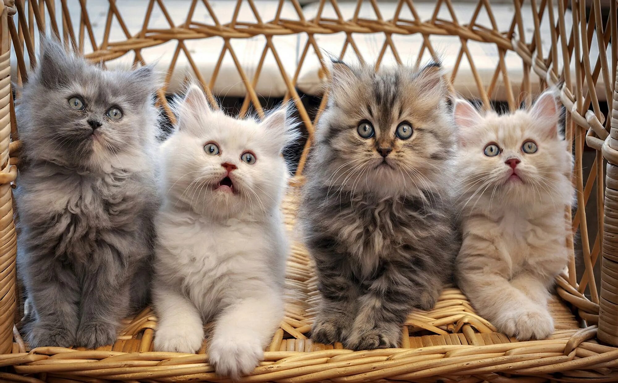 Кот кошка котята фото Котята 3286-М фотообои на флизелиновой основе 660 руб Екатеринбург Фотообои 1 по