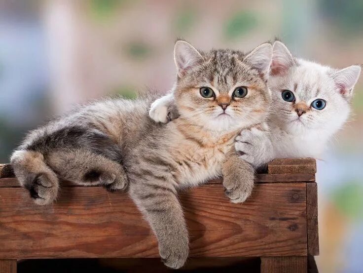 Кот кошка котята фото CyBeRGaTa - Cats, New Mexico,Memes, Resist Pretty cats, Kittens cutest, Beautifu