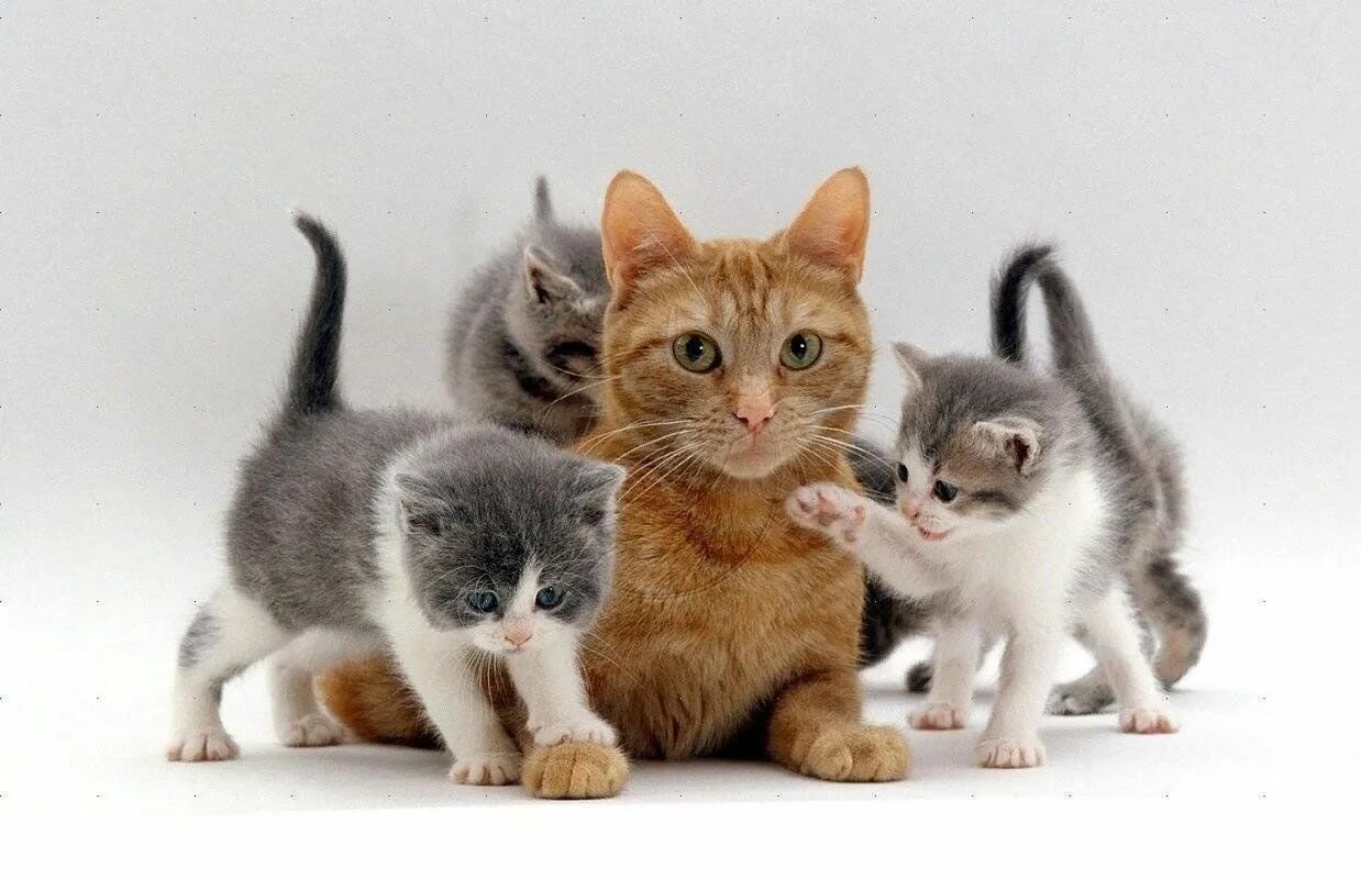 Кот кошка котята фото Программа "Мягкие лапки, а в лапках царапки" 2023, Губкинский район - дата и мес