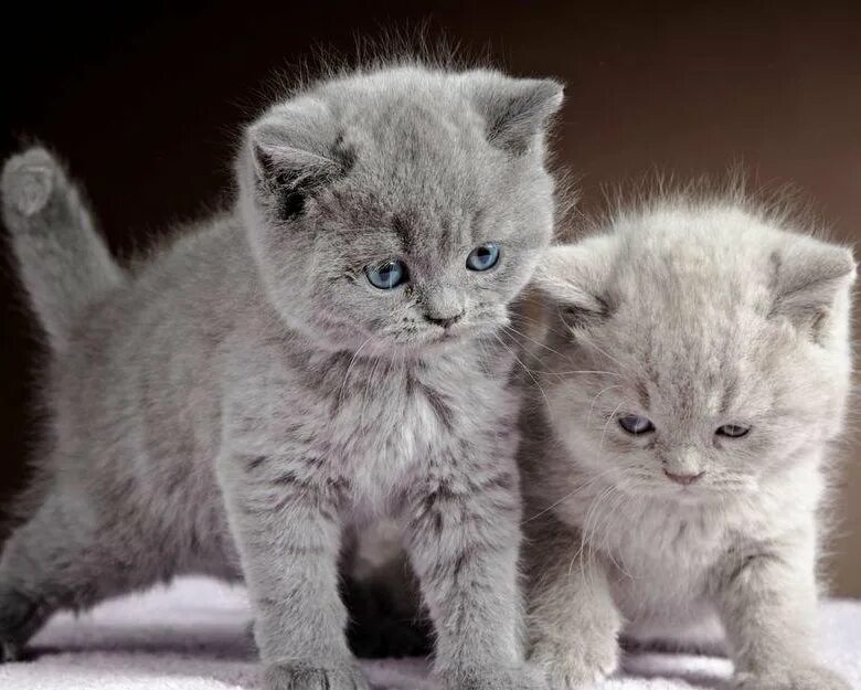 Кот кошка котята фото Котятки-бриташки - купить в Щекино, бесплатно, продано 15 августа 2019 - Кошки