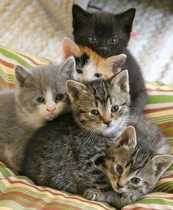 Кот кошка котята фото Pin by Alex on Котики. Смешные котики. Kittens cutest, Cute cats, Cute baby anim