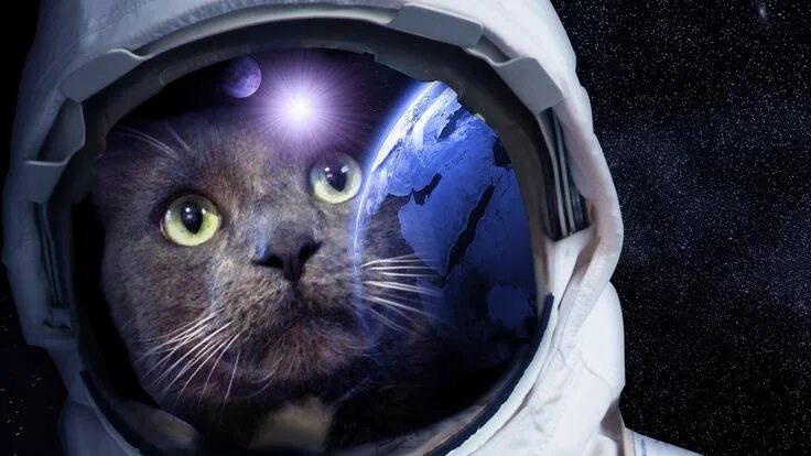 Кот космонавт фото Pin by Cheri Roster on Cats in Space Astronaut cat, Cat profile, Cat art