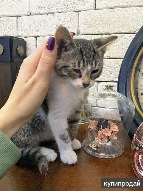 Кот крошек фото Милейший домашний крошка-котенок Сэм в добрые руки в Москве