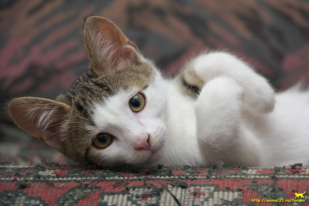 Кот крошек фото Крошки-котята в приюте! Нужна передержка! - Страница 7 - forum.zoohelp33.ru
