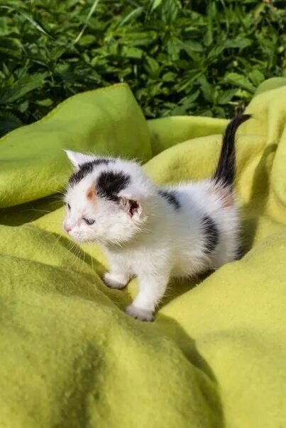 Кот крошек фото Крошки котята в поисках дома шикарные окрасы в Москве - Животные / Пристрой/отда