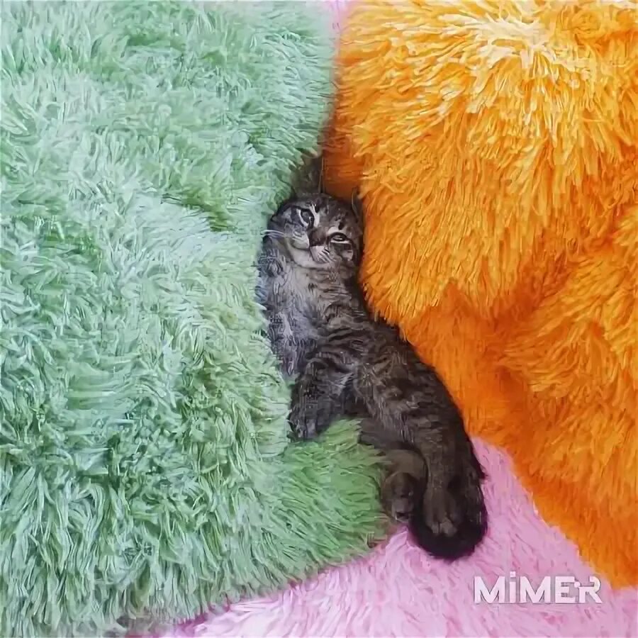 Кот крошек фото Купить котёнка, кошку, кота в Санкт-Петербурге - доска объявлений - Mimer.ru