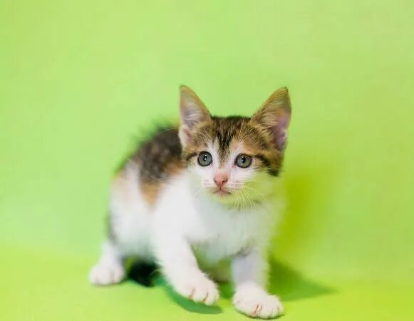 Кот крошек из перми фото Крошка котенок Бусинка в добрые руки. Москва и МО - "Кошачьи Ангелы" - помощь ул