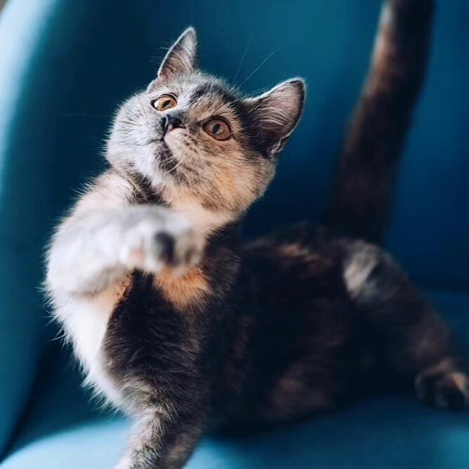 Кот крошек из перми фото Глаза, в которые можно смотреть бесконечно.. Крошка котенок Хани ищет домик Зооц