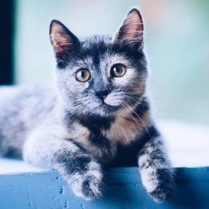 Кот крошек из перми фото Глаза, в которые можно смотреть бесконечно.. Крошка котенок Хани ищет домик Зооц