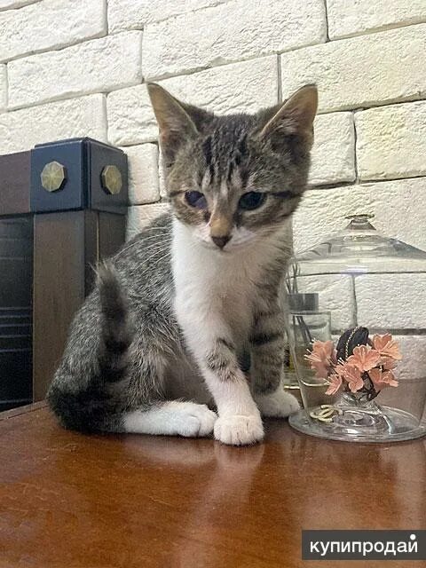 Кот крошек из перми фото Милейший домашний крошка-котенок Сэм в добрые руки в Москве