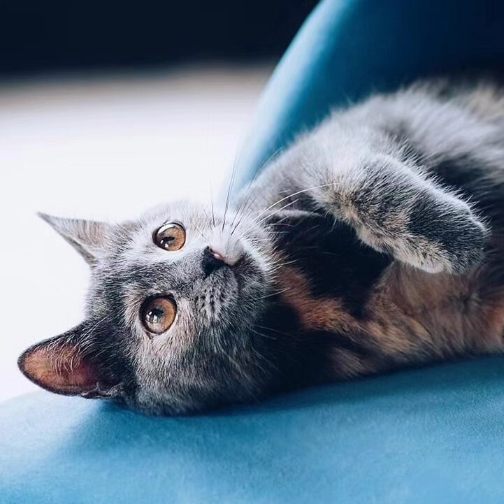 Кот крошек из перми фото Глаза, в которые можно смотреть бесконечно.. Крошка котенок Хани ищет домик Зооц