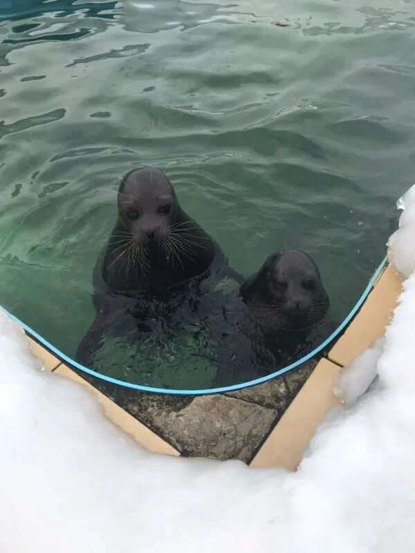 Кот крошик фото Нерпы Крошик и Шлиссик помирились у новогодней елки