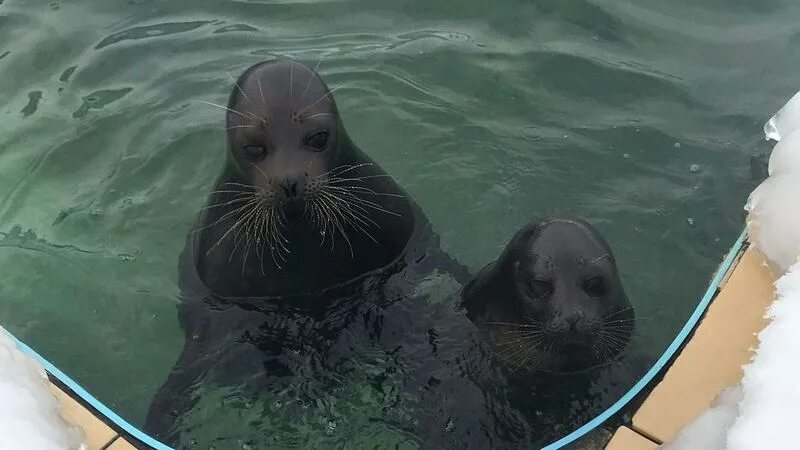 Кот крошик фото Новогоднее чудо: нерпы Крошик и Шлисик помирились и съехались