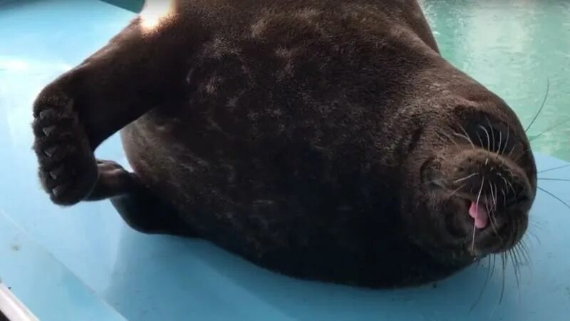 Кот крошик фото Довольный нерпенок Крошик показал язык зоологам
