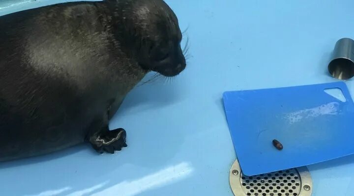 Кот крошик из перми фото Фонд друзей балтийской нерпы рассказал, как встретили весну Крошик и Шлиссик Sob