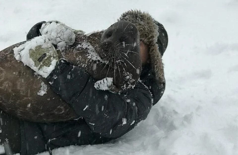 Кот крошик из перми фото Нерпа Крошик из Петербурга отпраздновал свой седьмой день рождения - KP.RU