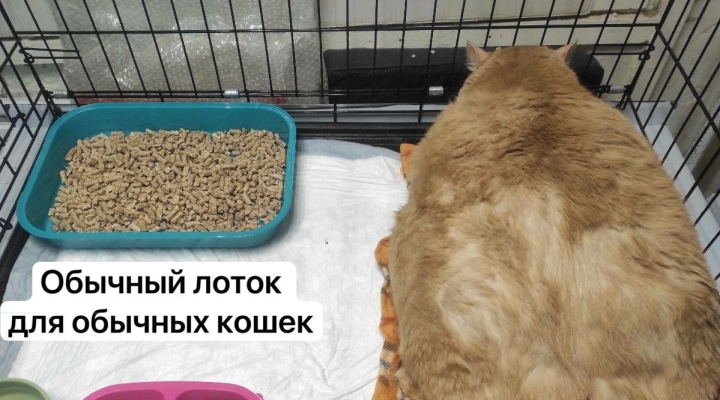 Кот крошик растолстел до 17 фото Для перекормленного кота Крошика в Перми нашли царский лоток Sobaka.ru