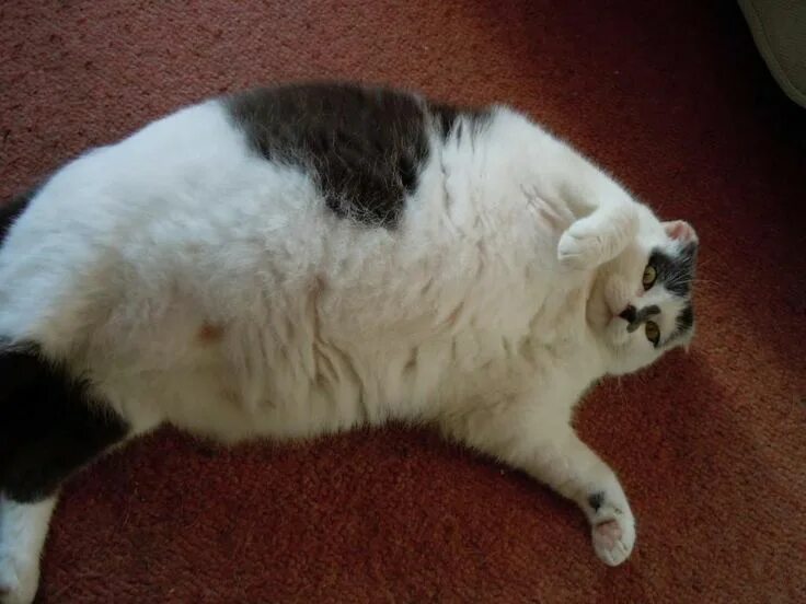 Кот крошик растолстел фото Fat Cats Ugly cat, Fat cats, Cat pics