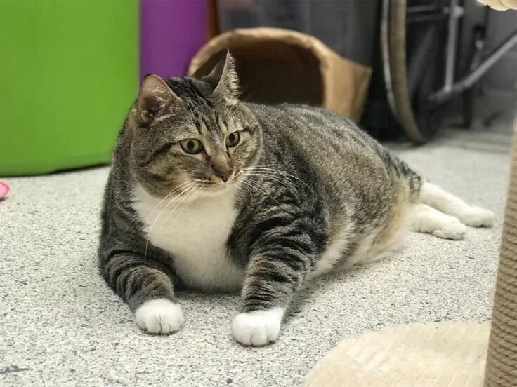 Кот крошик растолстел фото 28-lb Cat Named Doughnut Looks Like He Ate a Baker's Dozen Before Being Adopted 