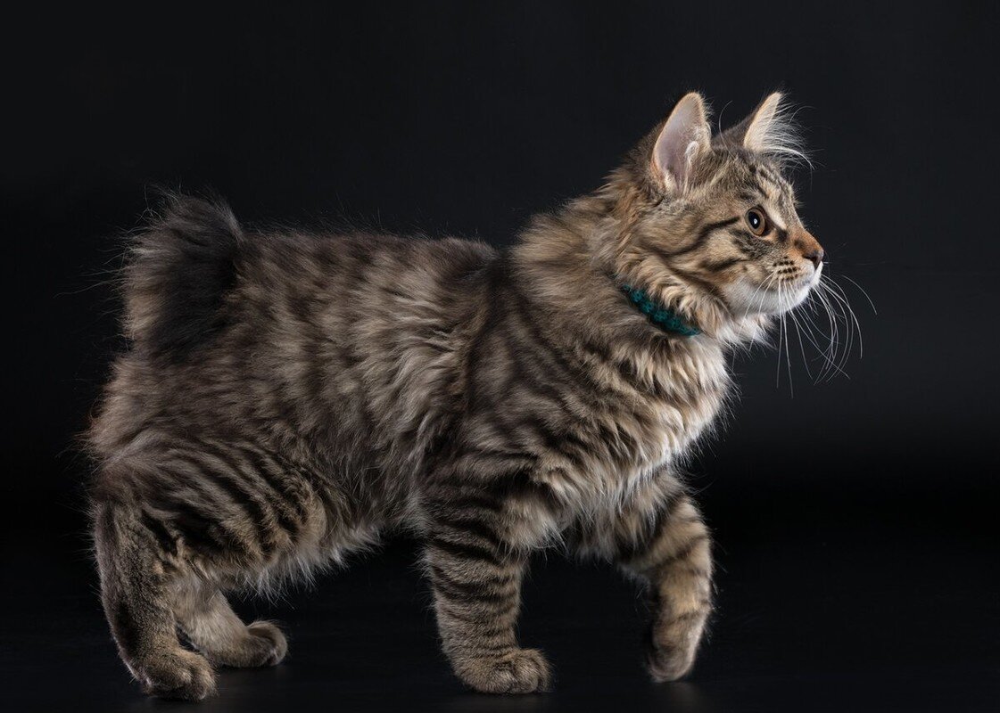 Кот курильский бобтейл фото 5 пород кошек, которые линяют меньше всех Timoffey the cat Дзен