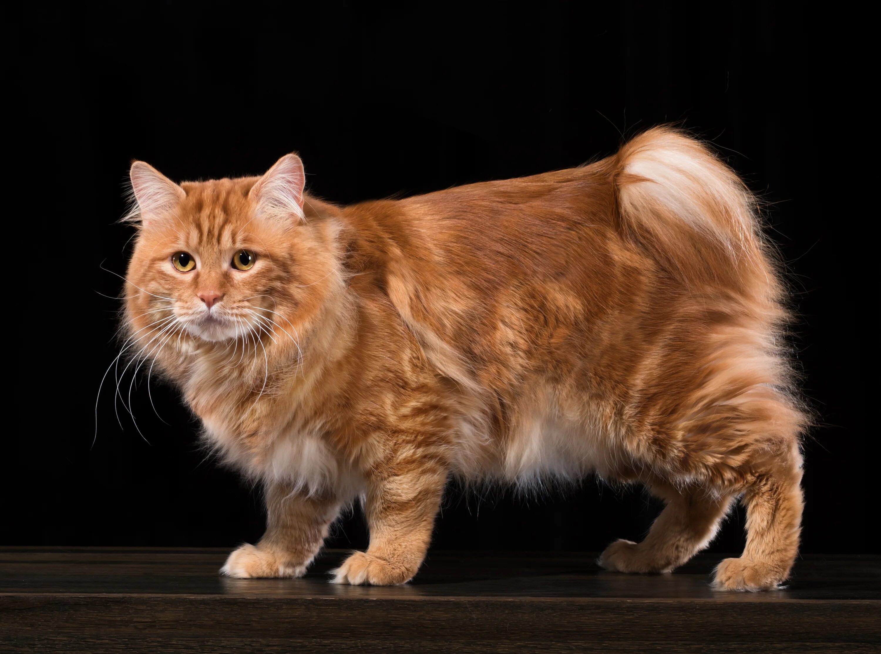 Кот курильский бобтейл фото цена WCF Best Cat