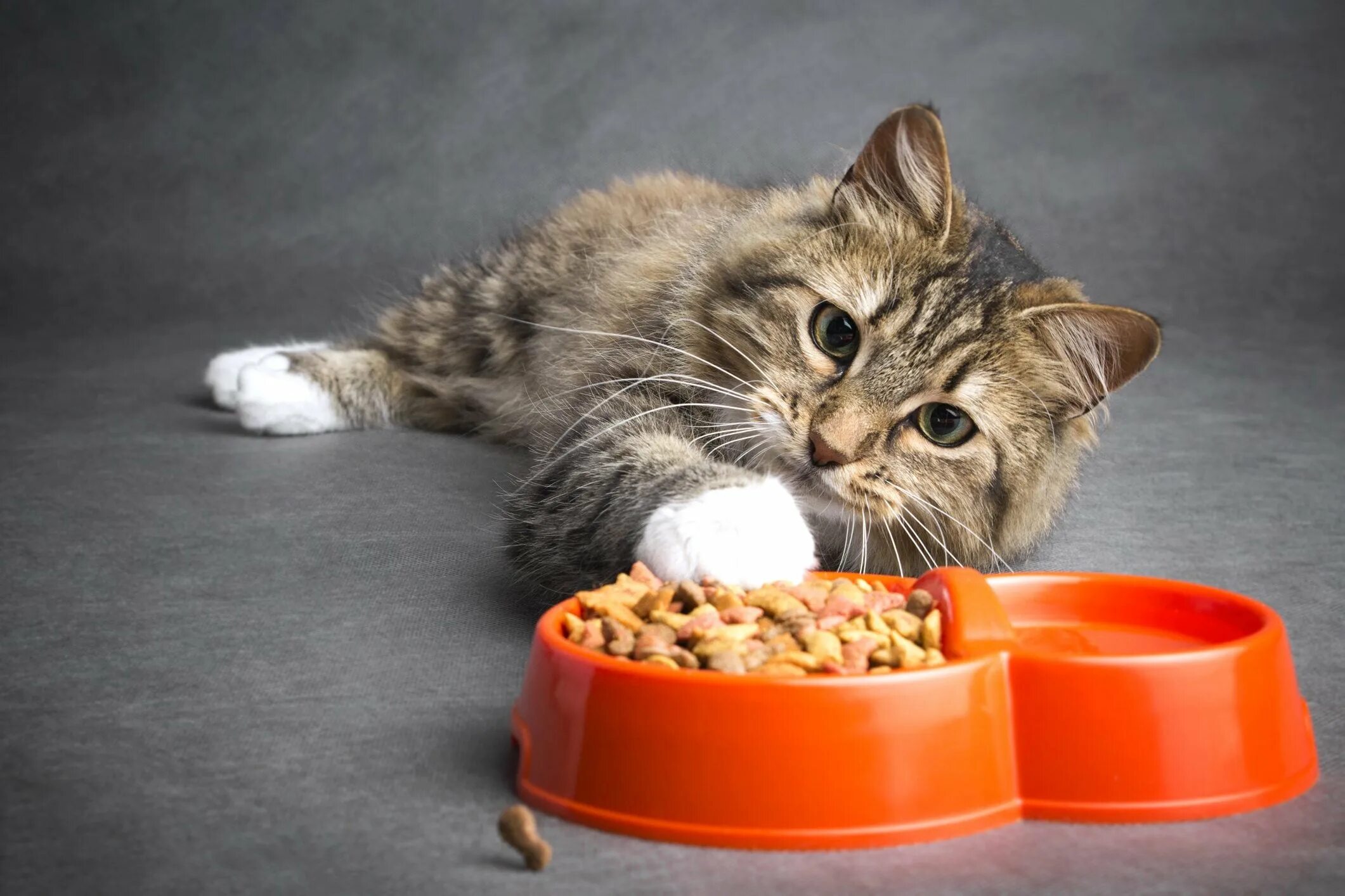 Кот кушает фото 10 foods forbidden to cats
