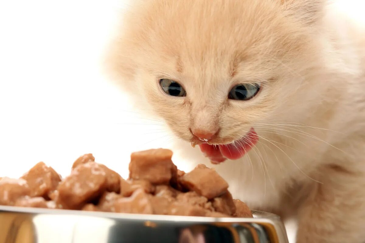 Кот кушает фото ТОП влажных кормов для котят в 2024 году: здоровье, вкус и польза - рейтинг от З