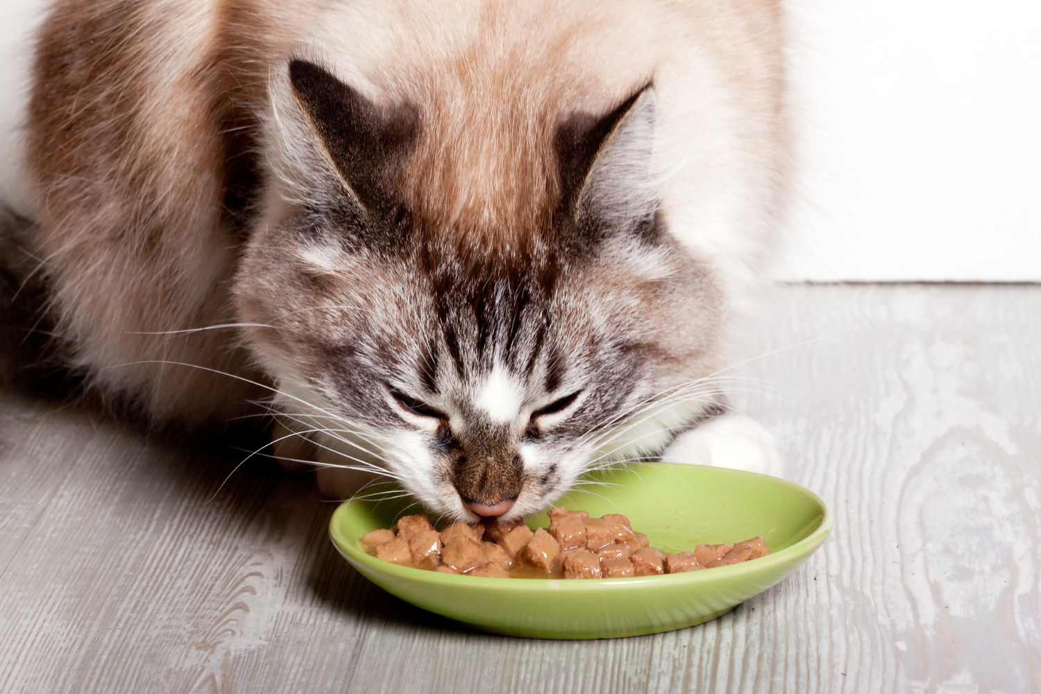 Кот кушает фото How to Choose The Right Food For Your Cat- CatGenie