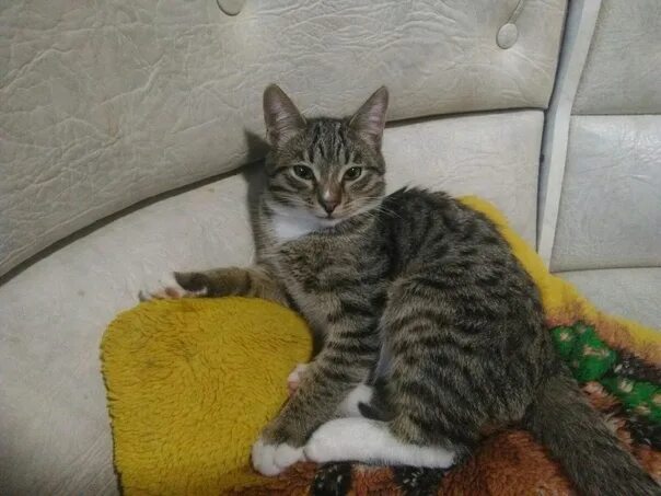 Кот кузя фото Внимание! !Пропал котёнок! !Имя:Кузя! !На улице Горького 28 кв 1! !Кто найдёт.. 