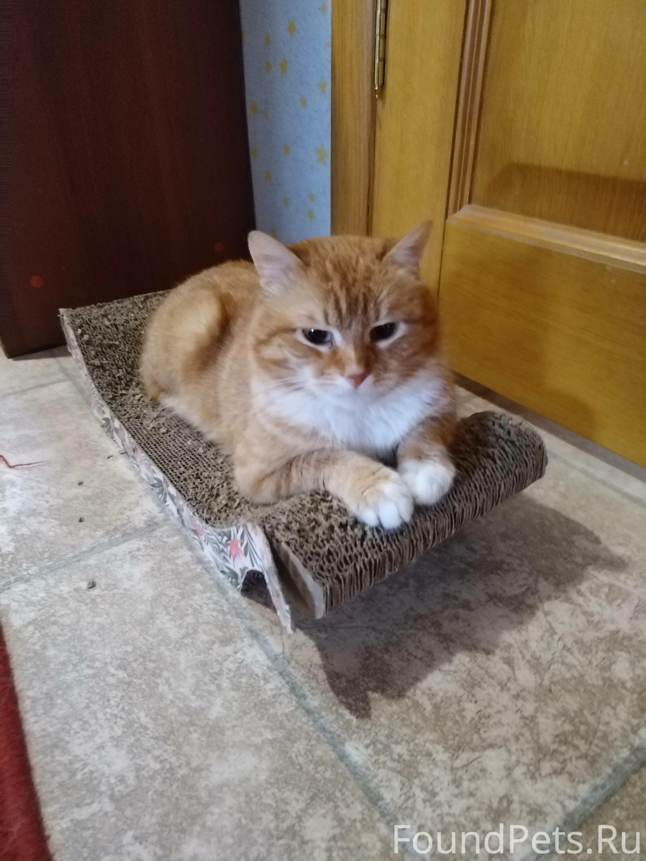 Кот кузя фото Объявление. ПРОПАЛ КОТ