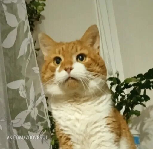 Кот кузя фото Хозяйке от Кузеньки.... - Поэзия - 4181757 - Tabor.ru