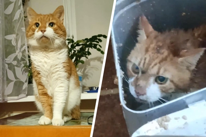 Кот кузя фото Что будет с убийцами кота Кузи из Северодвинска: как могут наказать живодеров - 