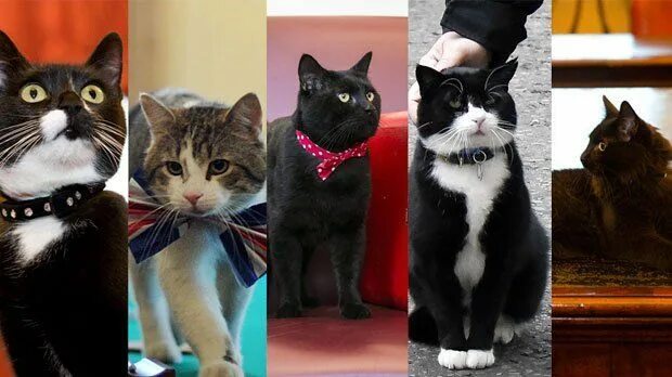 Кот лари в британии фото Evie the Cat (@HMCabinetCat) Twitter Cats, Crazy cats, Cat essentials