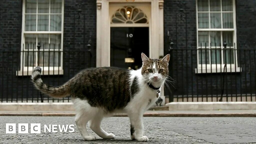 Кот лари в британии фото Larry the cat escapes Downing Street eviction - BBC News