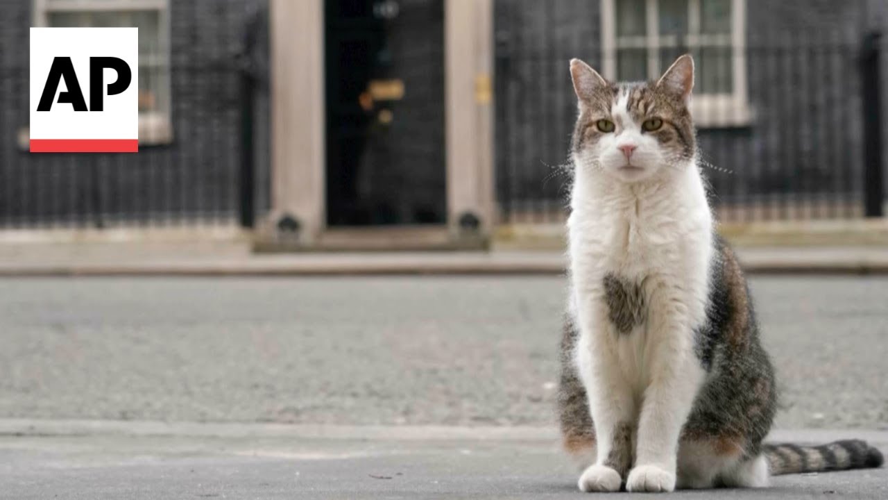 Кот лари в британии фото Larry the cat poised to welcome Britain's next prime minister - YouTube