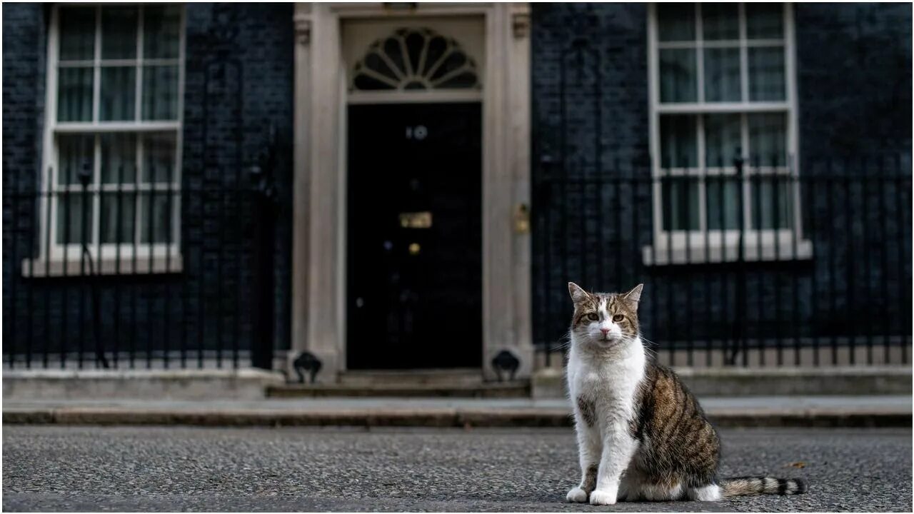 Кот лари в британии фото 5 Facts About Larry the Cat, the UK’s Chief Mouser BuzzFresh News - YouTube