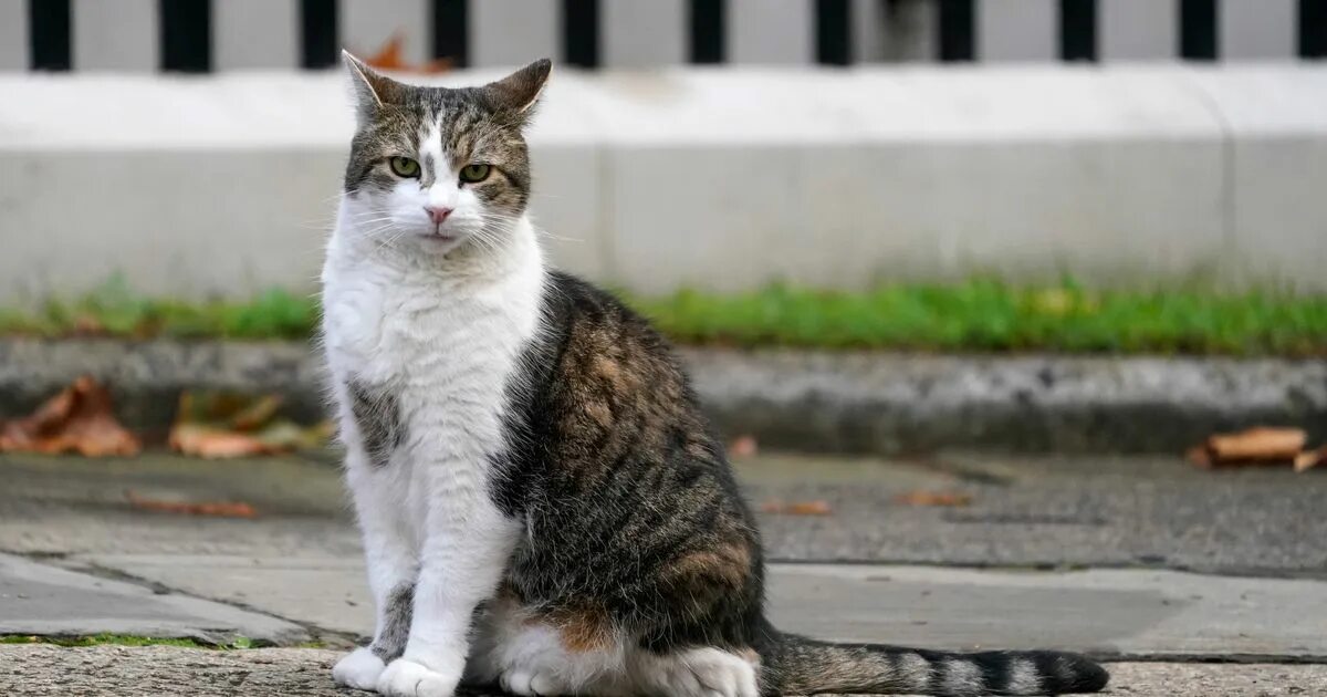 Кот ларри фото Larry The Cat Is 'Happy And Healthy' After Reports Of Ill-Health HuffPost UK New