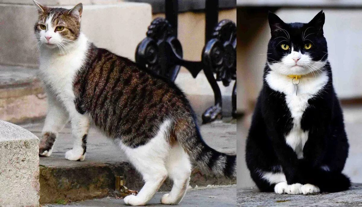 Кот ларри фото L'Assommoir Larry and Palmerston outside 10 Downing St. London, England looking 