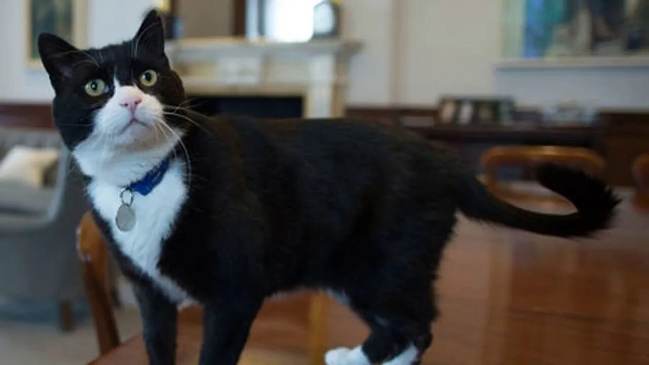 Кот ларри главный мышелов фото Breaking Mews: Foreign Office cat Palmerston returns to work after recovering fr