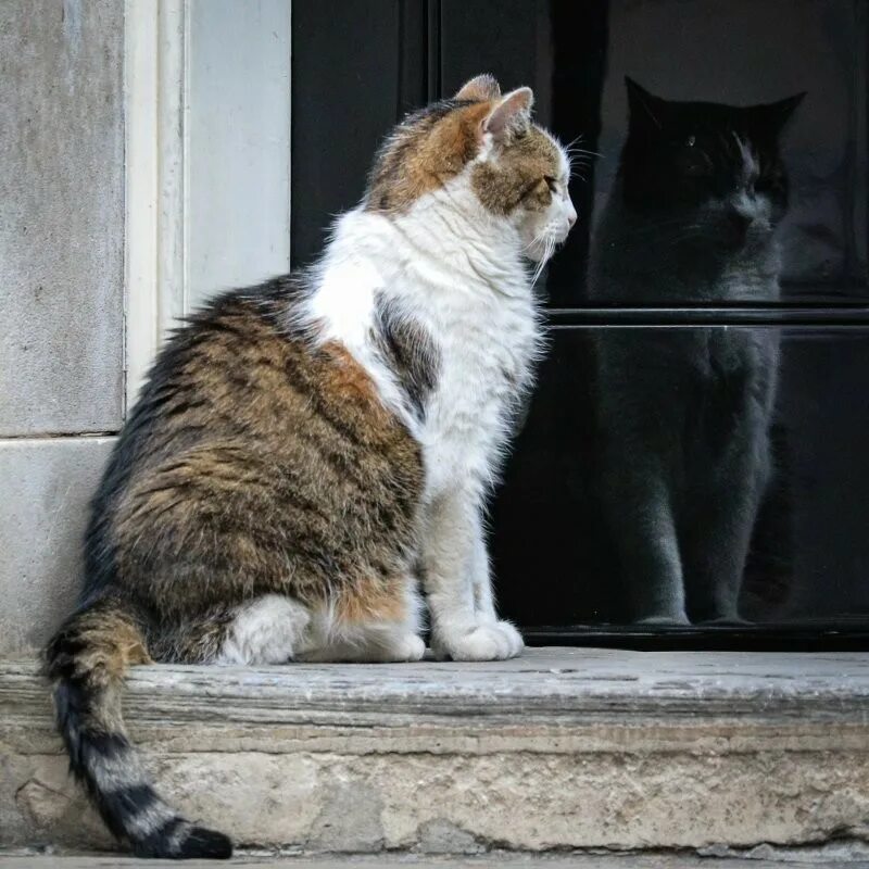 Кот ларри главный мышелов фото Кот Ларри пережил еще одного британского премьер-министра