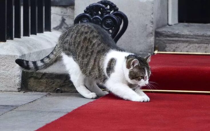 Кот ларри главный мышелов фото In pictures: David Cameron's cat - Larry, Chief Mouser of Downing Street Cats, C