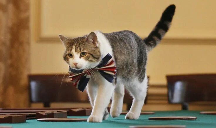 Кот ларри главный мышелов фото Here's what happens to Larry the cat when Theresa May moves in at Number 10 Cats