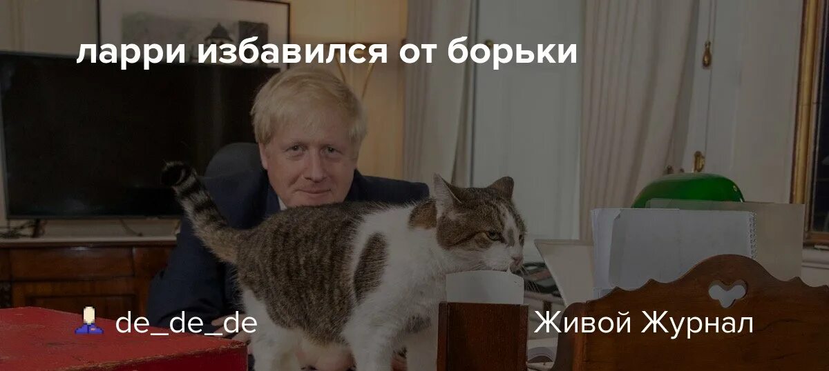 Кот ларри главный мышелов фото ларри избавился от борьки - с врагами не воюю - LiveJournal