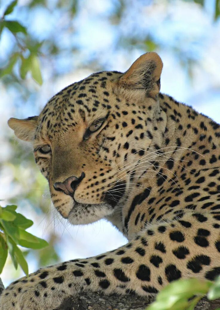 Кот леопард фото Botswana Kingspool Leopard (Wil 4547) Animals beautiful, Wild cats, Animals wild