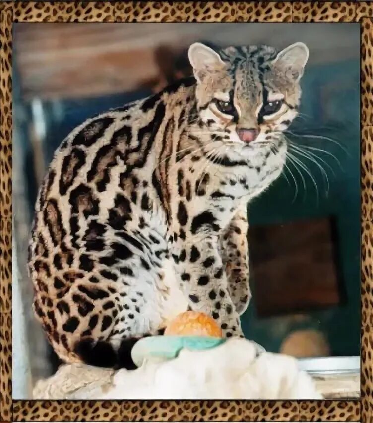 Кот леопард фото Margay Asian leopard cat, Cats, Black footed cat