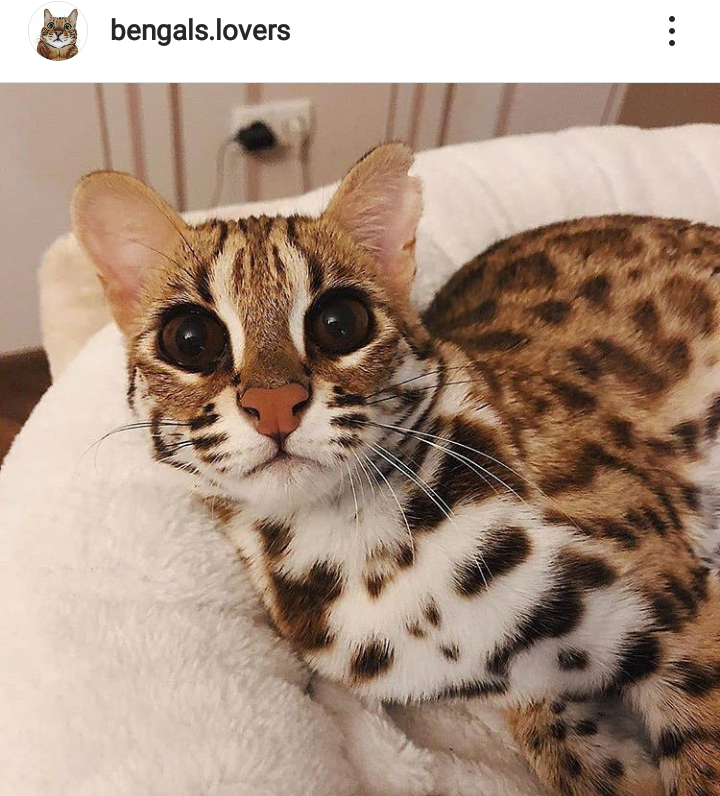 Кот леопард фото Bengals Asian leopard cat, Pretty cats, Cute cats