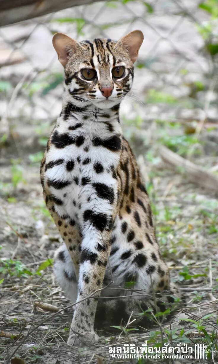 Кот леопард фото Pin on Kitty Kats Small wild cats, Animals beautiful, Asian leopard cat